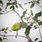 Detalle de bellota verde de quejigo