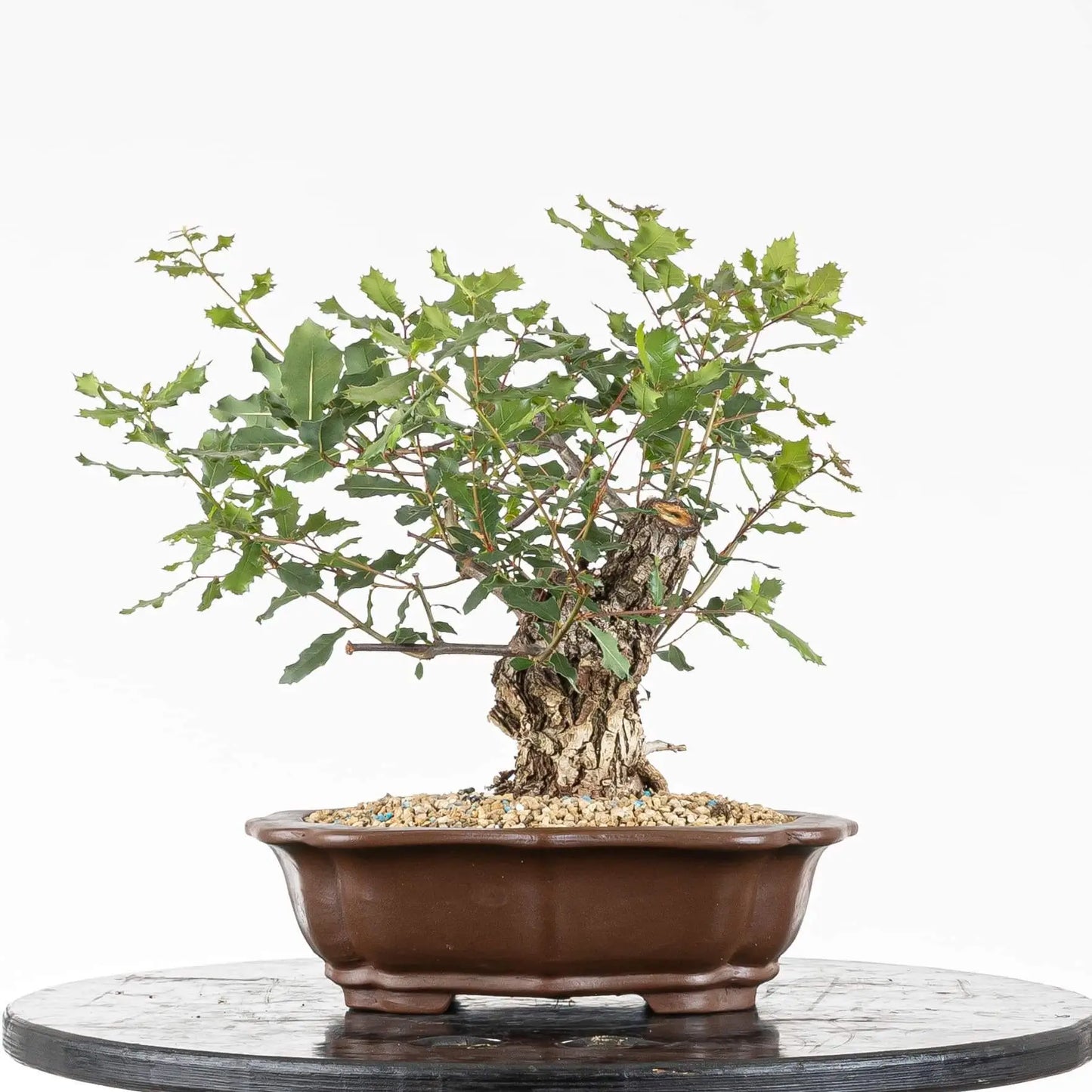 Frente de bonsai de quercus faginea