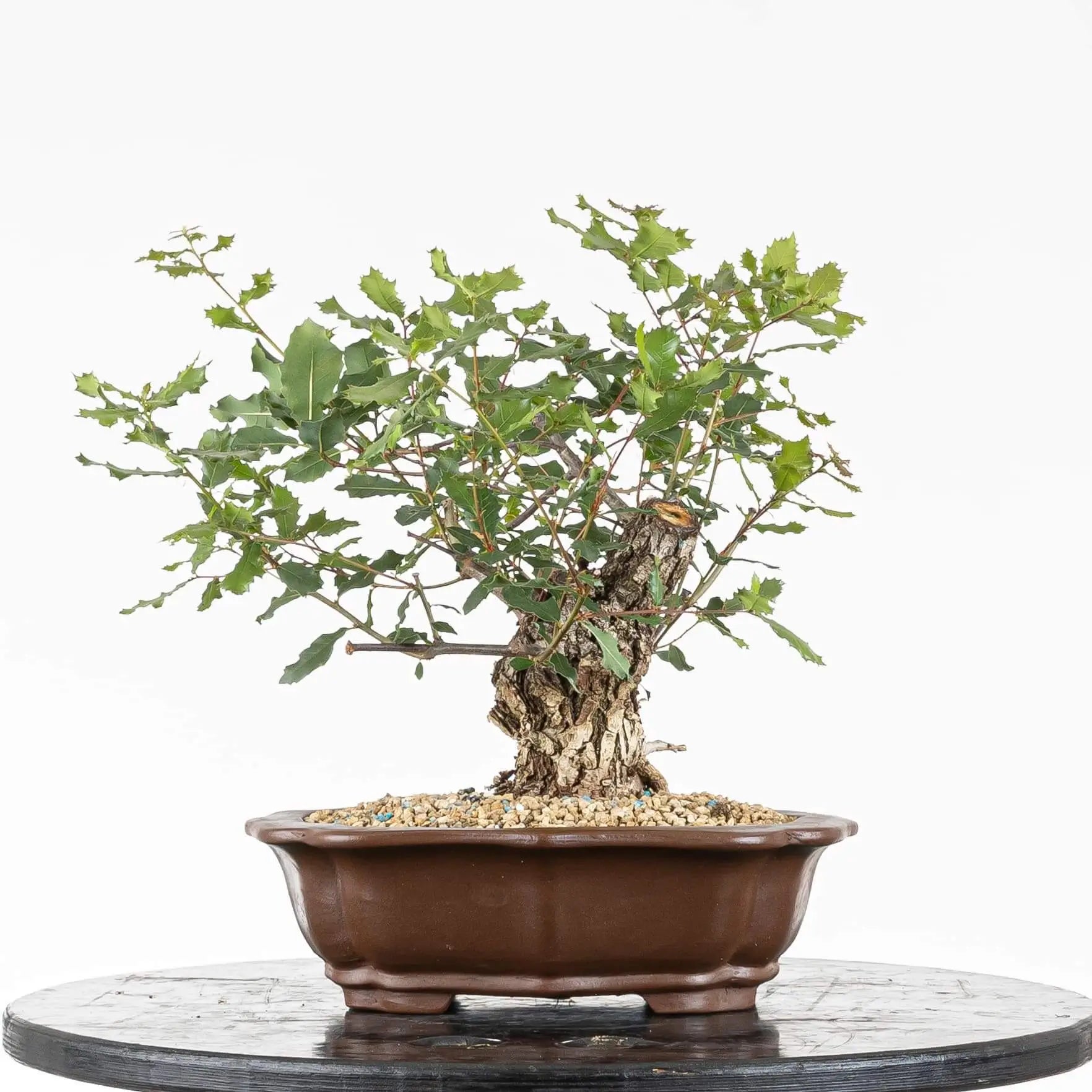 Frente de bonsai de quercus faginea