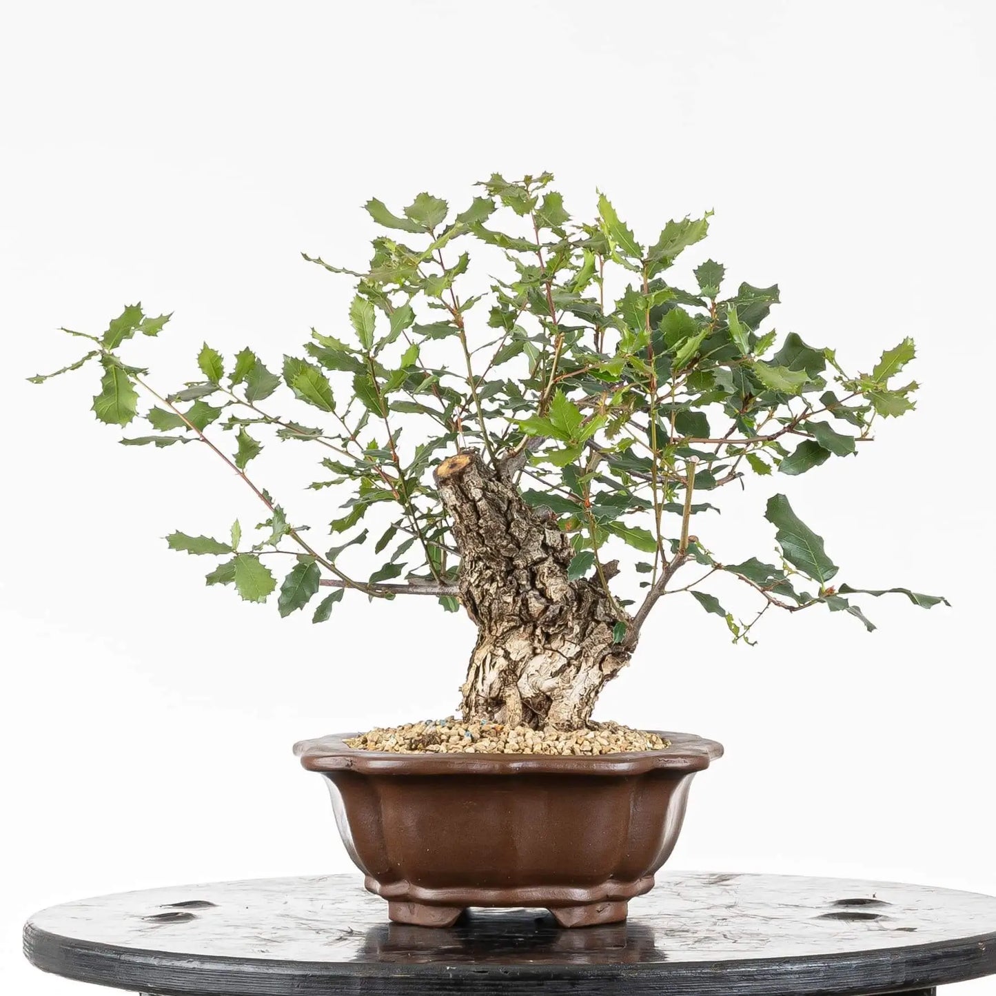 Laterall derecho de bonsai de roble, posible futuro frente donde se observa que las futuras ramas son ideales para crear la estructura