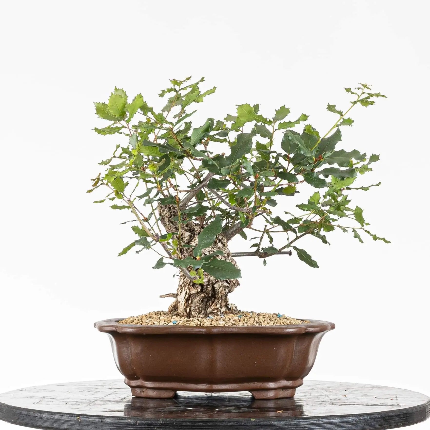 Cara trasera de bonsai de quercus
