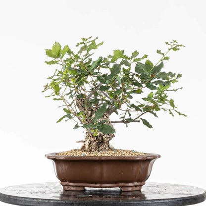 Cara trasera de bonsai de quercus