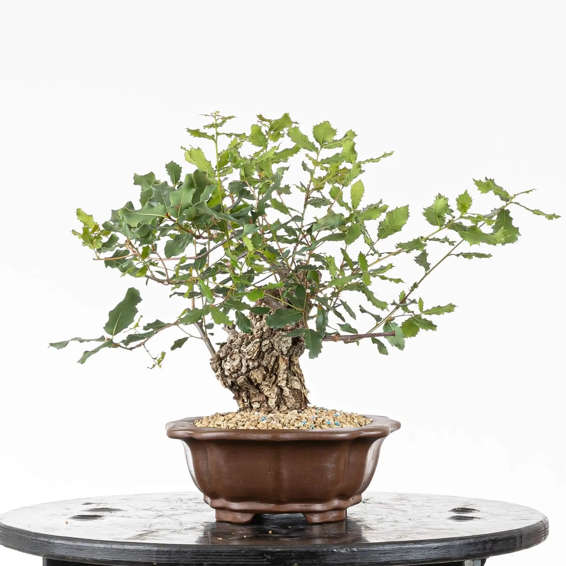 Cara izquierda de bonsai de quejigo donde se observa la ramificación sana