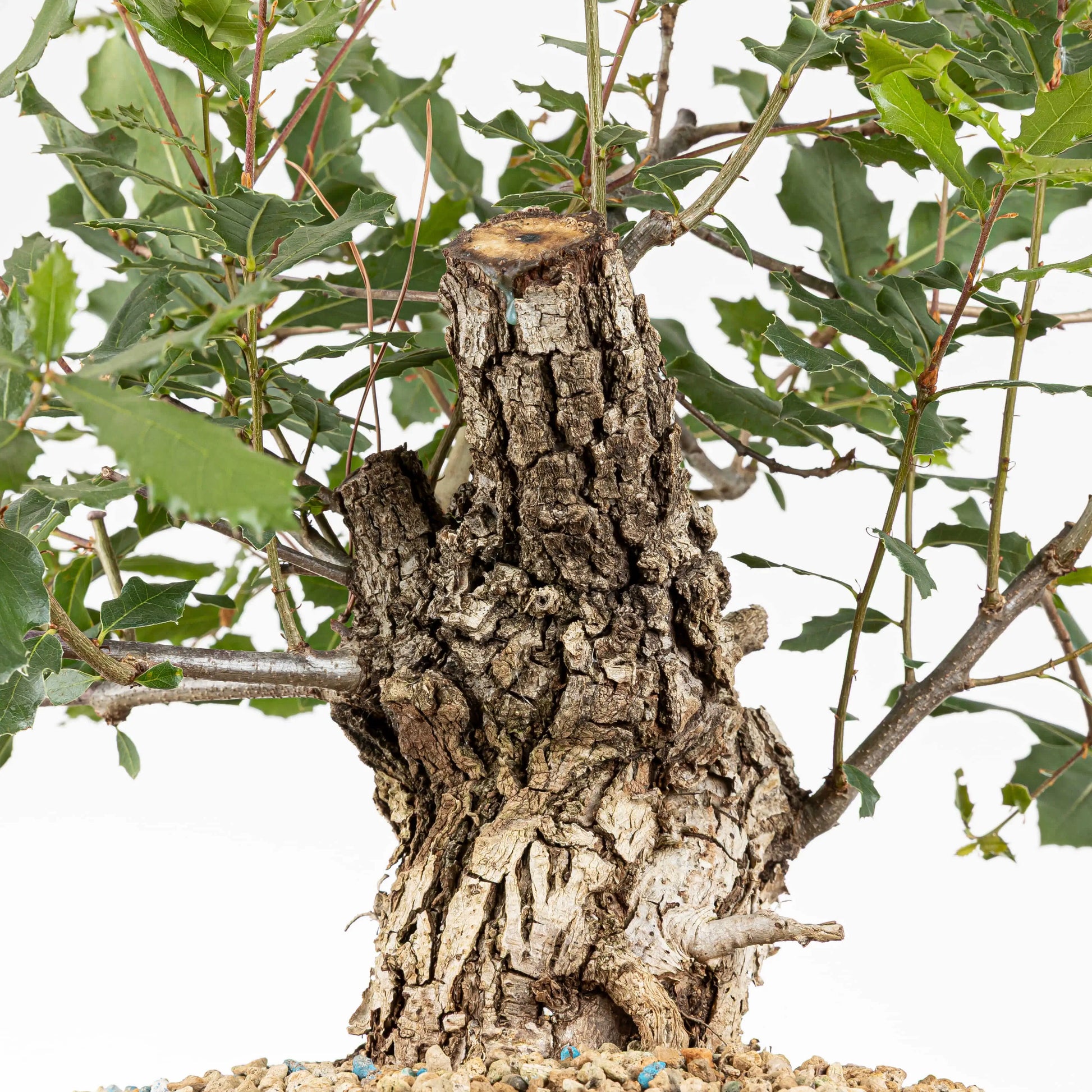 Frente del tronco donde se ven todas las futuras ramas preparadas para diseñar, el tronco es conico y rugoso ideal para bonsai