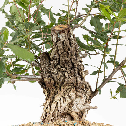 Frente del tronco donde se ven todas las futuras ramas preparadas para diseñar, el tronco es conico y rugoso ideal para bonsai