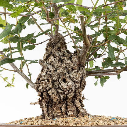 Tronco conico y rugoso son ramas