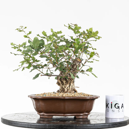 Comparativa de tamaño de bonsai de roble tamaño shohin con una taza de café de ikigai bonsai.