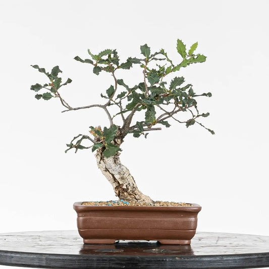 Frente de bonsái de roble tamaño shohin en maceta rectangular para shohin