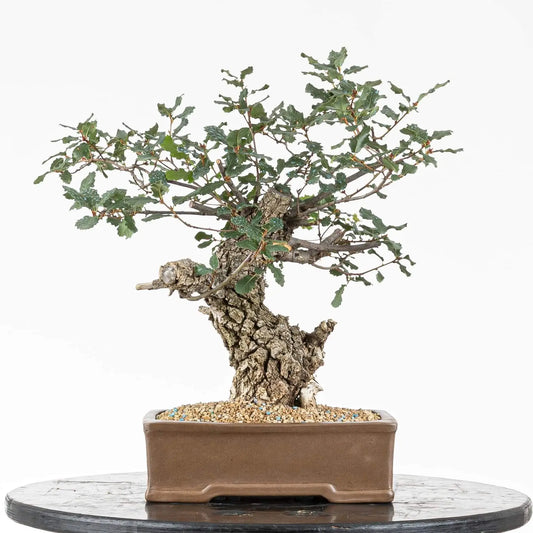 Frente de bonsai de quercus faginea.