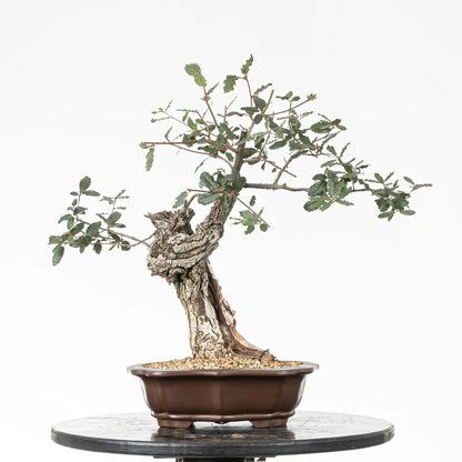 Bonsái yamadori de roble en estilo moyogi y tamaño chuhin