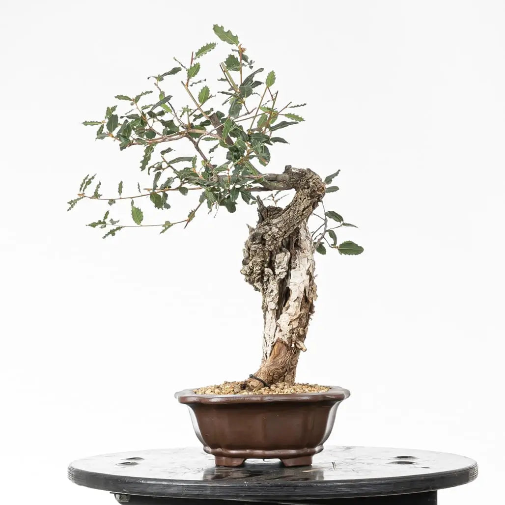 Frante derecha de bonsai de roble