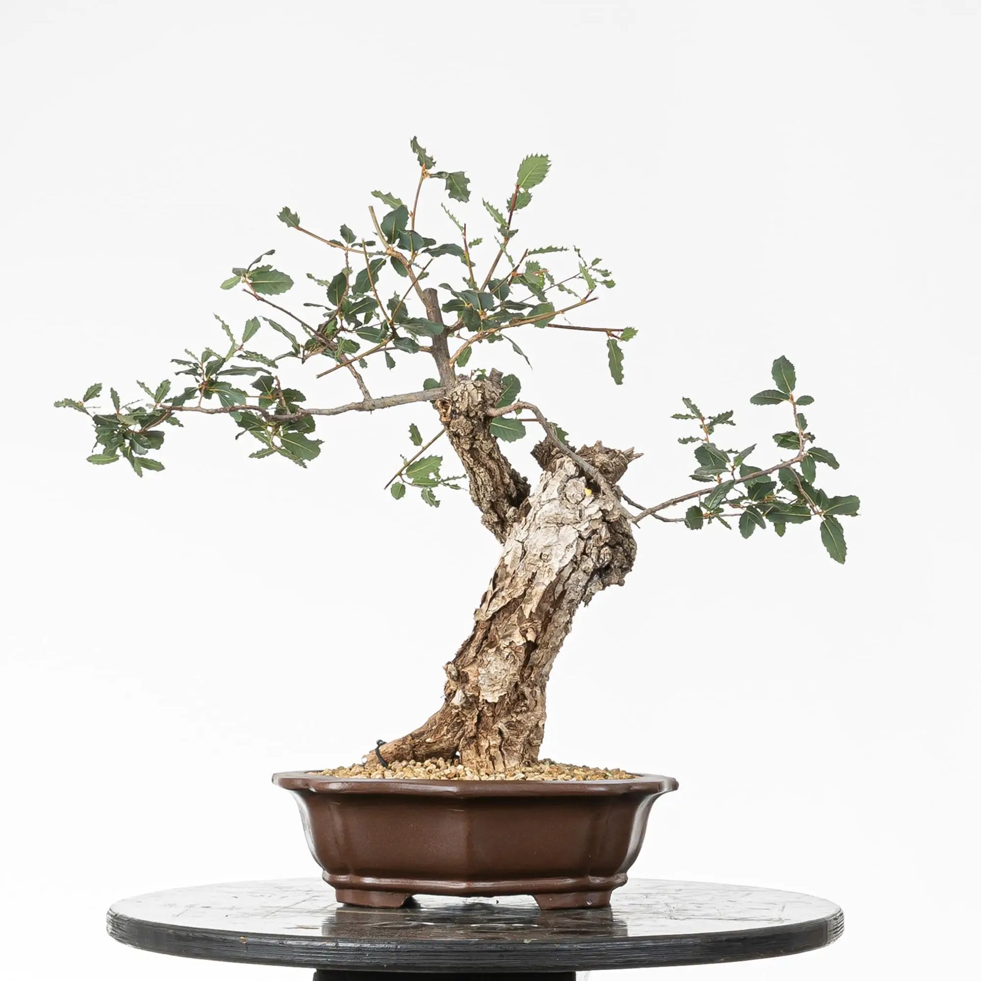 Cara trasera de bonsai  de roble