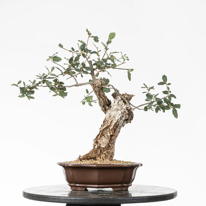 Cara trasera de bonsai  de roble