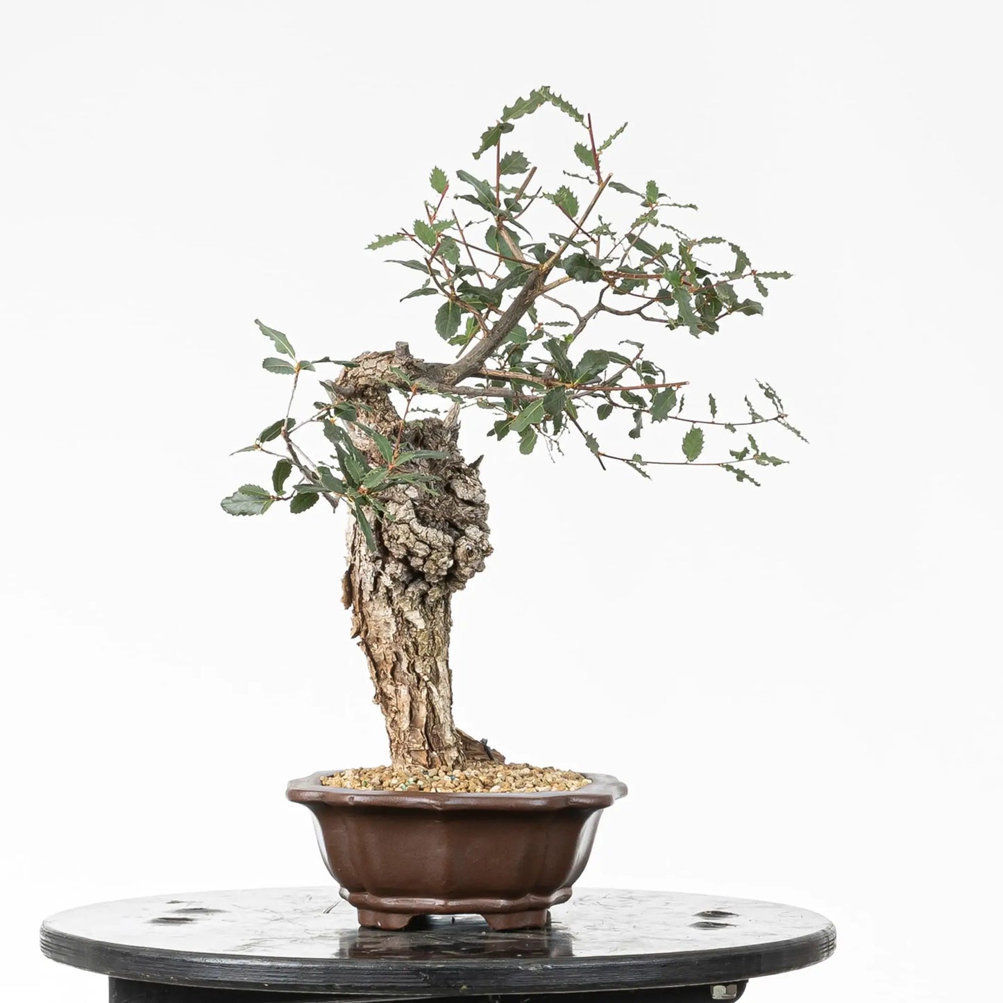 Cara izquierda de bonsái de roble