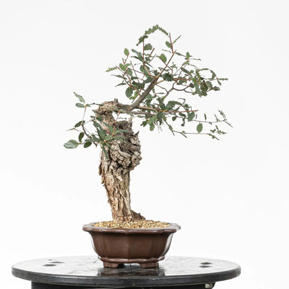 Cara izquierda de bonsái de roble