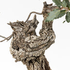 Detalle de shari y cortezas