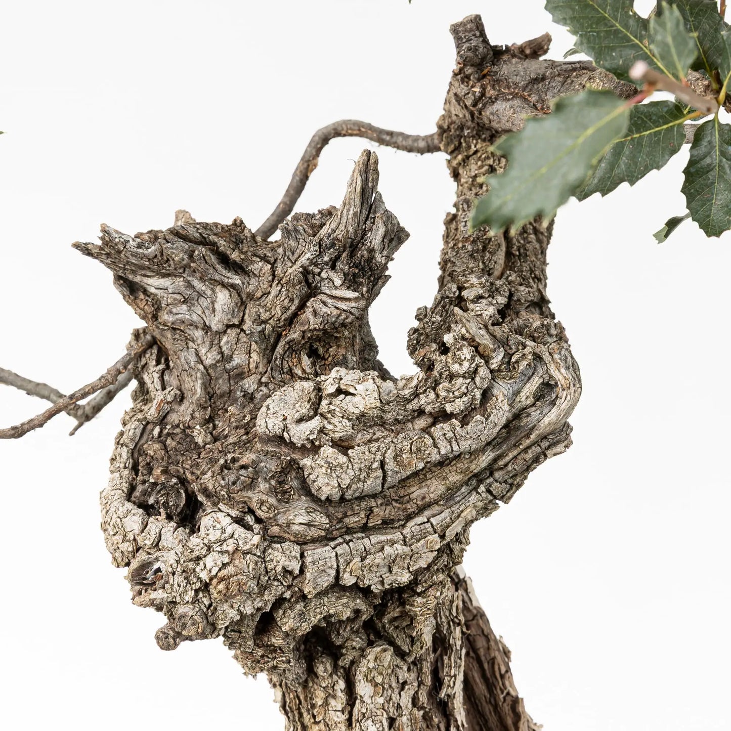 Detalle de shari y cortezas