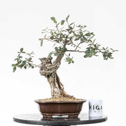 Comparativa de tamaño de bonsai de roble con taza de café de la tienda ikigai bonsái