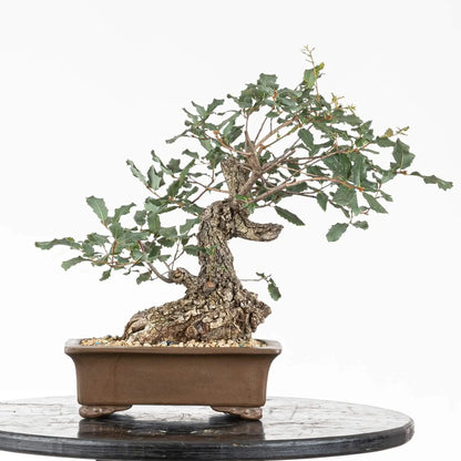 Frente de bonsai de quercus faginea de origen yamadori tamaño Shohin o kifu