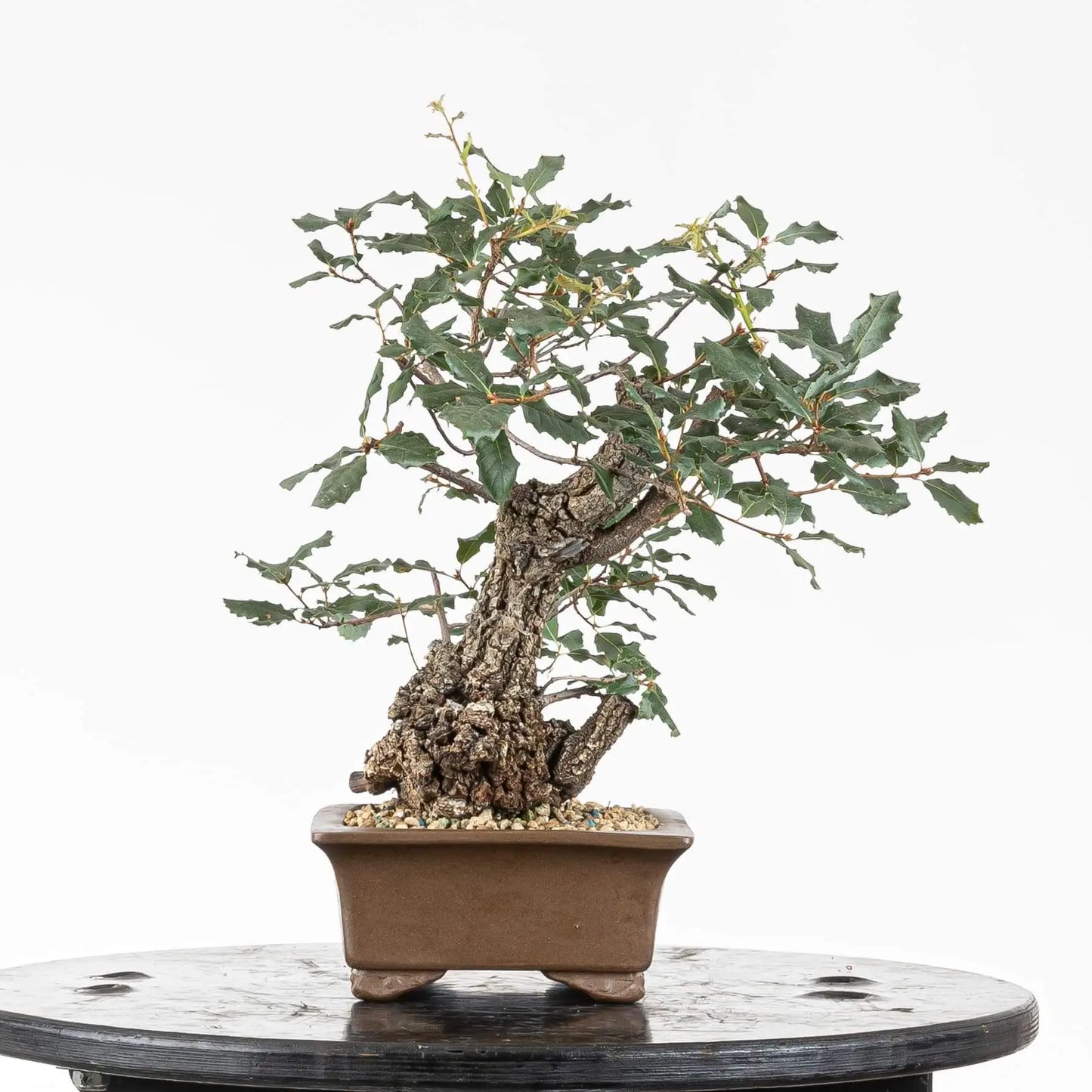 Lateral izquierdo de bonsai de roble