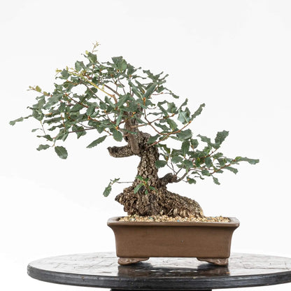 Cara trasera de bonsai de quercus faginea