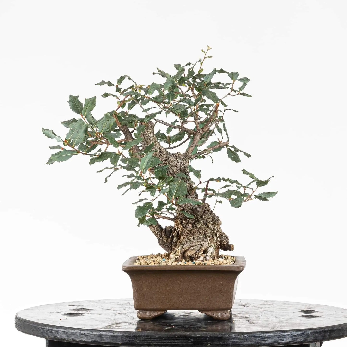 Cara izquierda de bonsai de roble donde se observa las futuras ramas