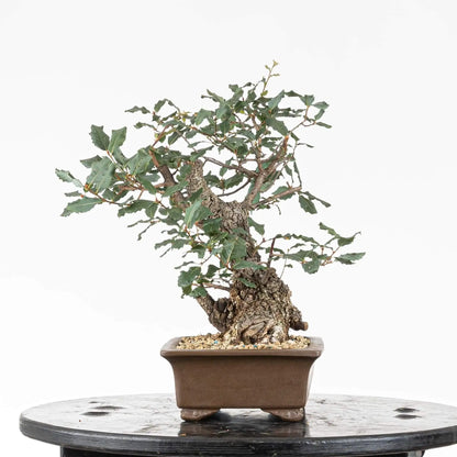 Cara izquierda de bonsai de roble donde se observa las futuras ramas