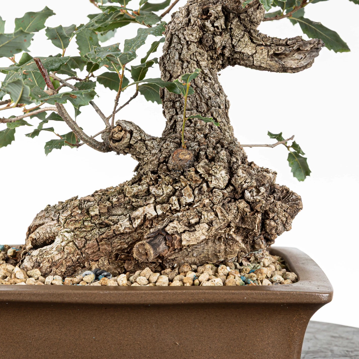 Detalle de base de bonsai de quercus donde se ve una base ancha y con mucha corteza rugosa