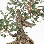 Detalle de la conicidad del tronco de bonsai de roble con su ramificación.