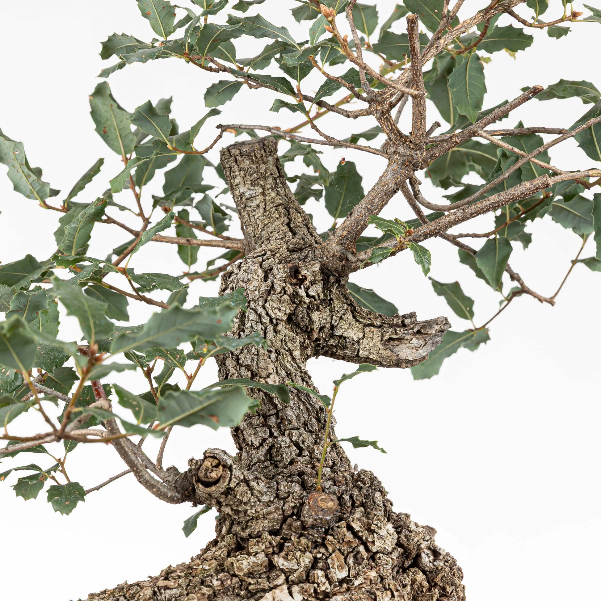 Detalle de la conicidad del tronco de bonsai de roble con su ramificación.