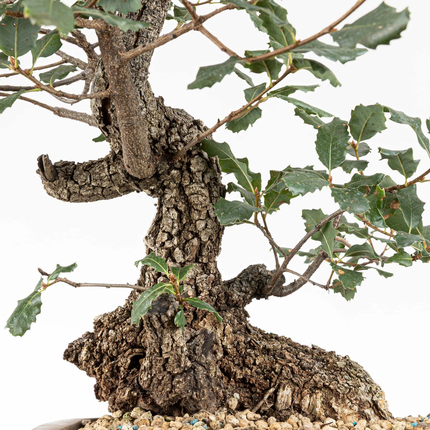 Detalle de rams y tronco con corteza de textura rugosa