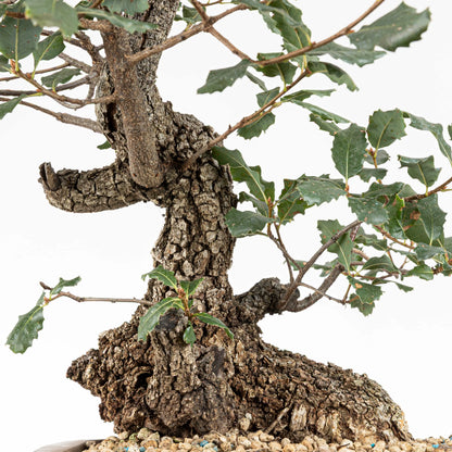 Detalle de rams y tronco con corteza de textura rugosa