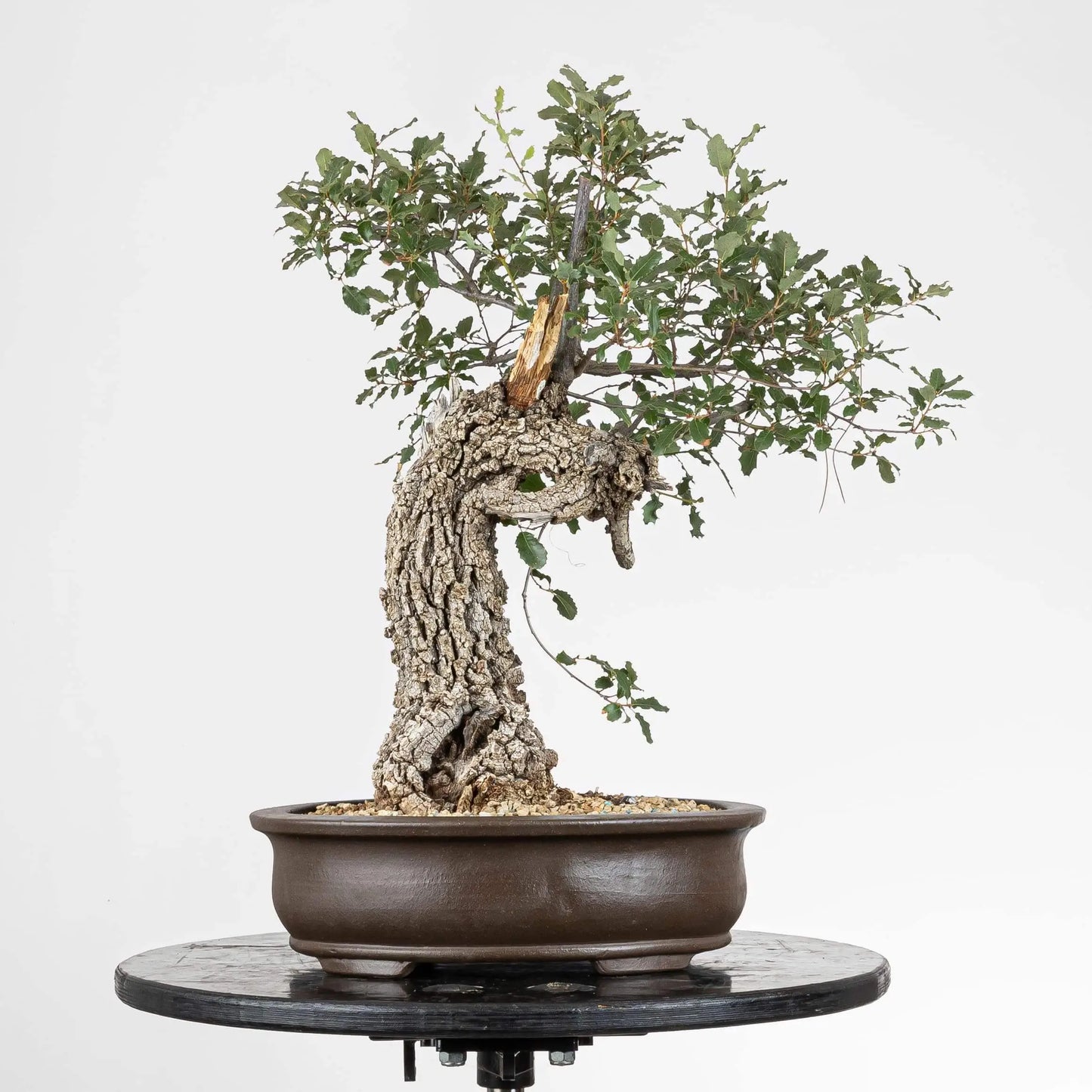 Frente de bonsai de quercus faginea conocido como roble, se observa corteza rugosa de color gris