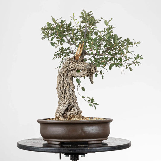 Frente de bonsai de quercus faginea conocido como roble, se observa corteza rugosa de color gris