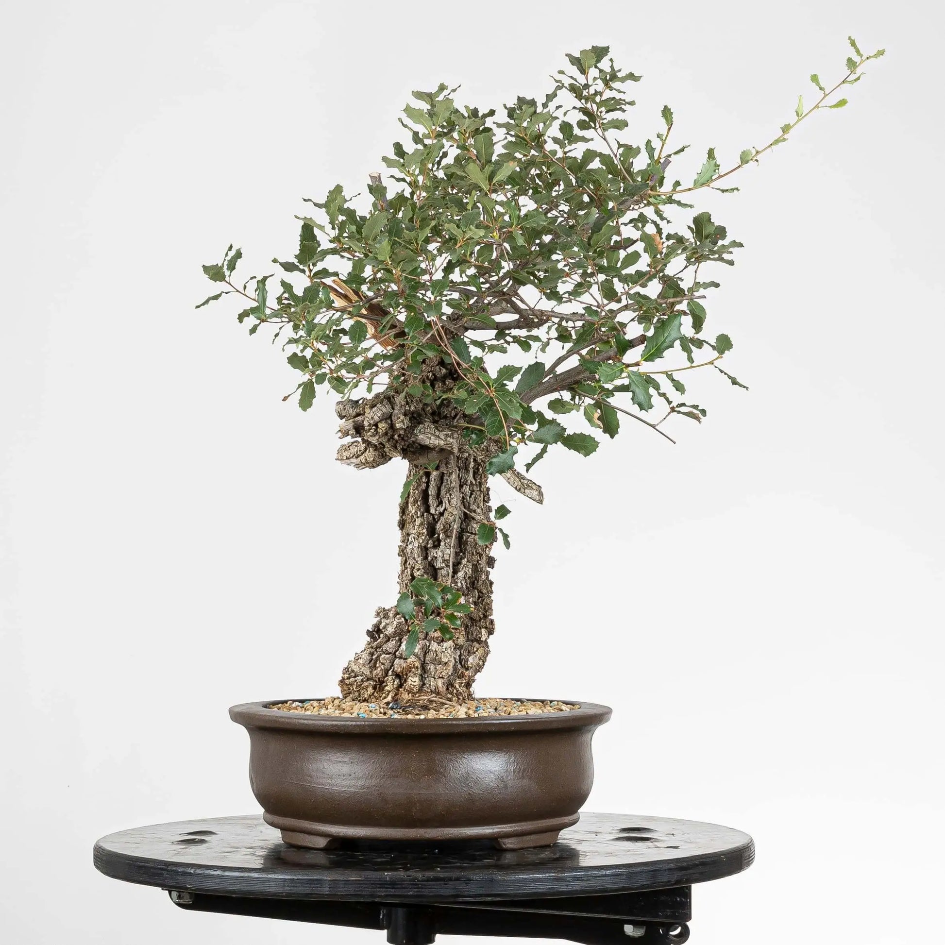 Lado derecho de bonsai de roble de origen yamadori en maceta ovalada de origen chino.
