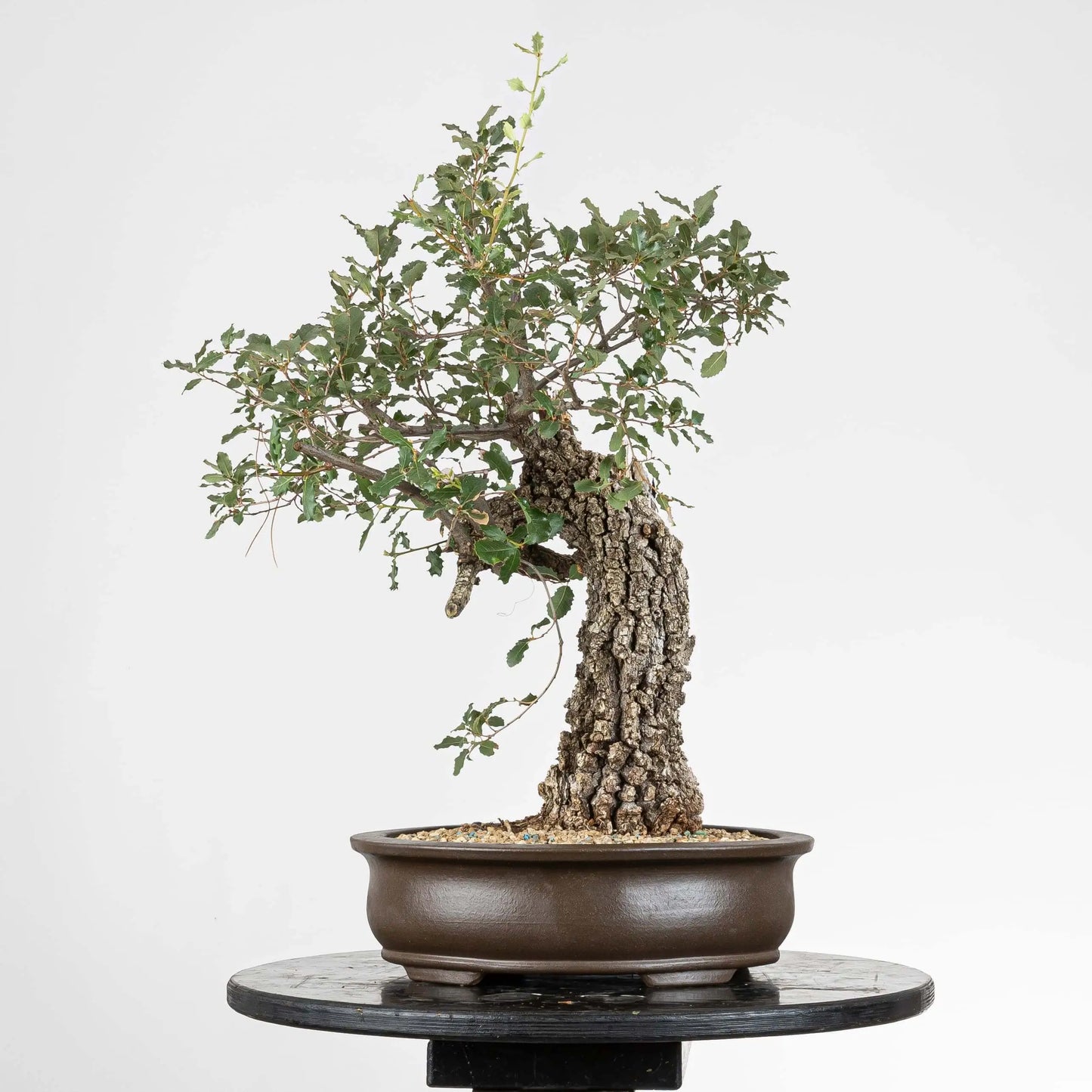 Cara trasera de bonsai de quejigo con mucha corteza.