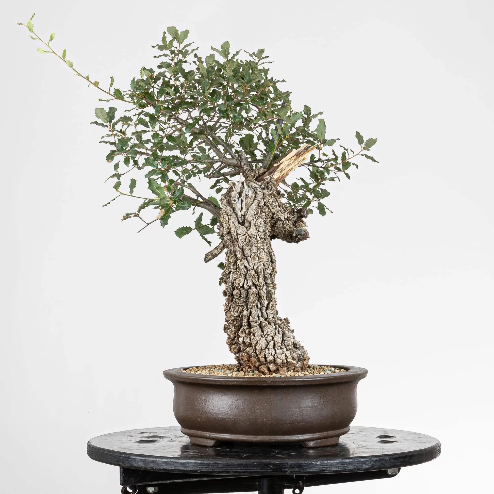 Lado izquierdo de bonsai de quercus faginea con shari