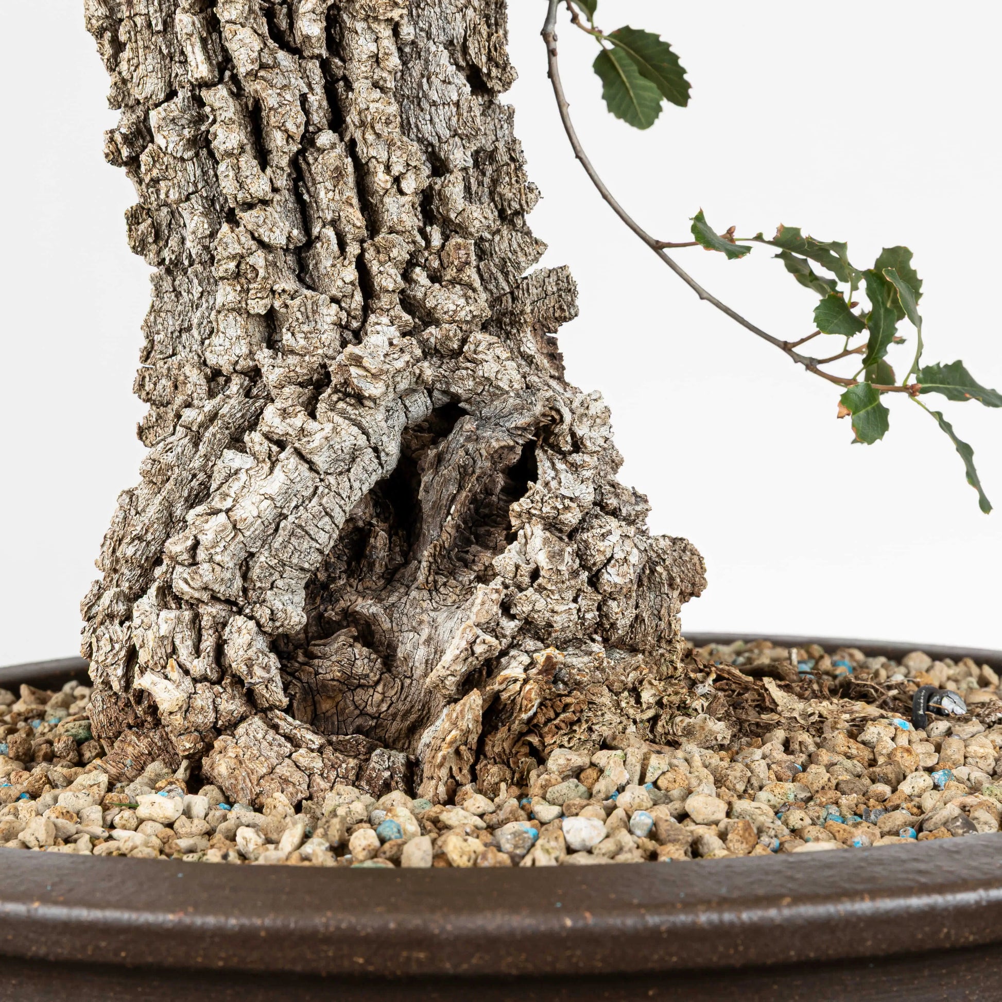 Detalle de base con shari y mucha corteza y se observa la granulometria del sustrato que es porosa por la pomice akadama