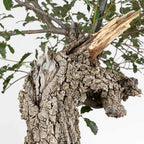Detalle de jin y corteza del bonsai