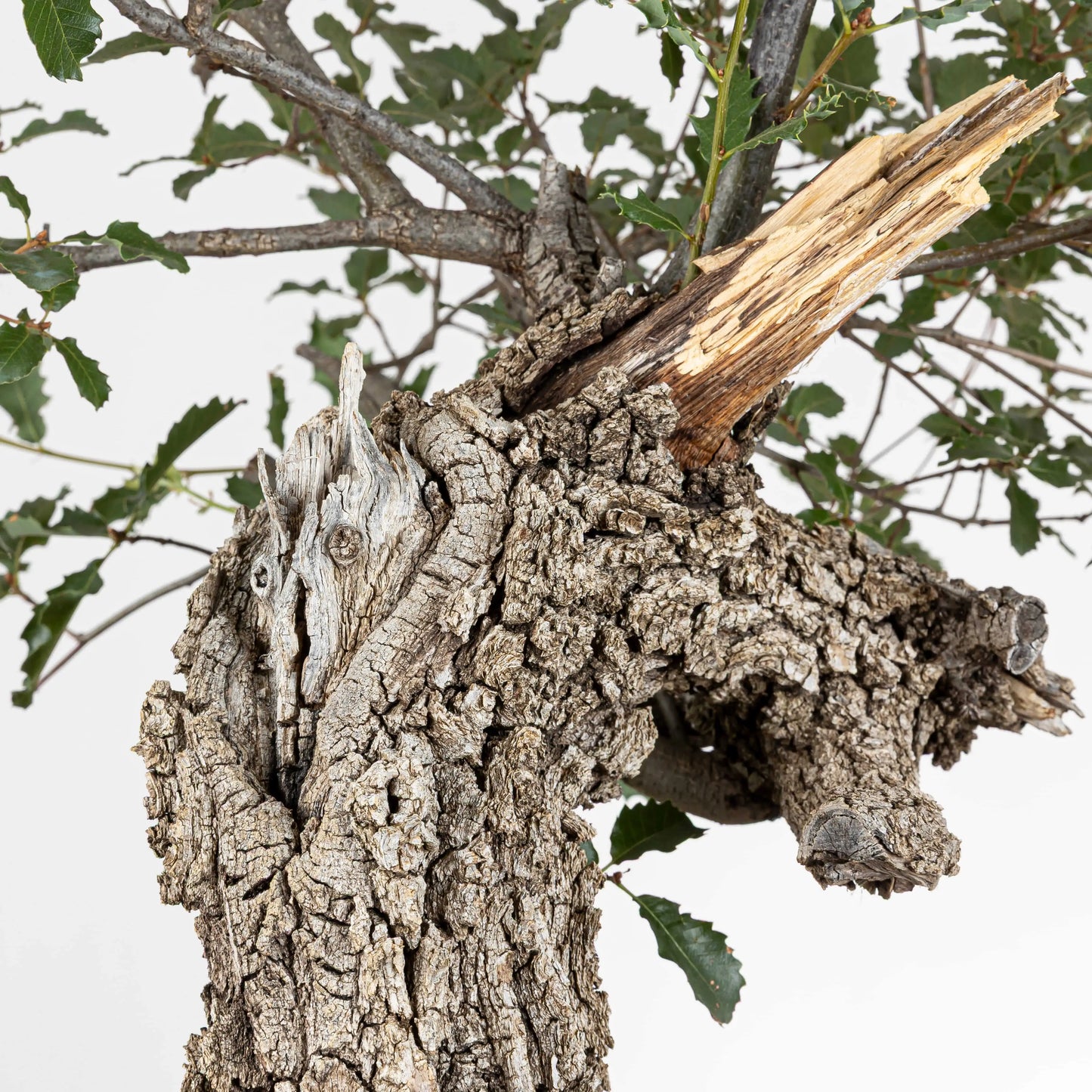 Detalle de jin y corteza del bonsai