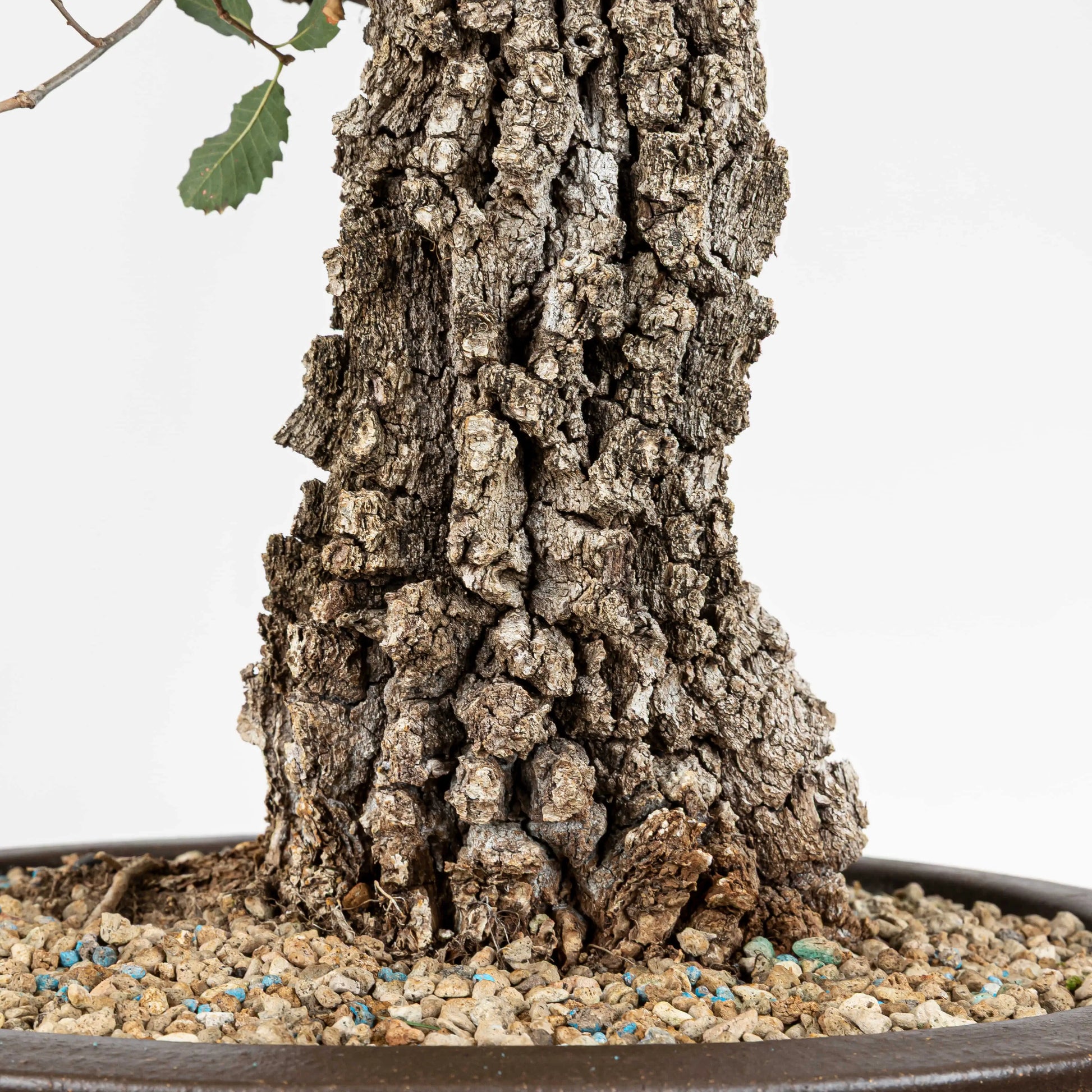 Detalle de la corteza de bonsai de roble