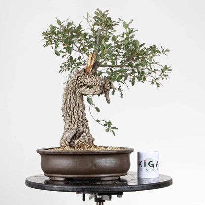Comparativa de tamaño de bonsai con taza de café de ikigai bonsai