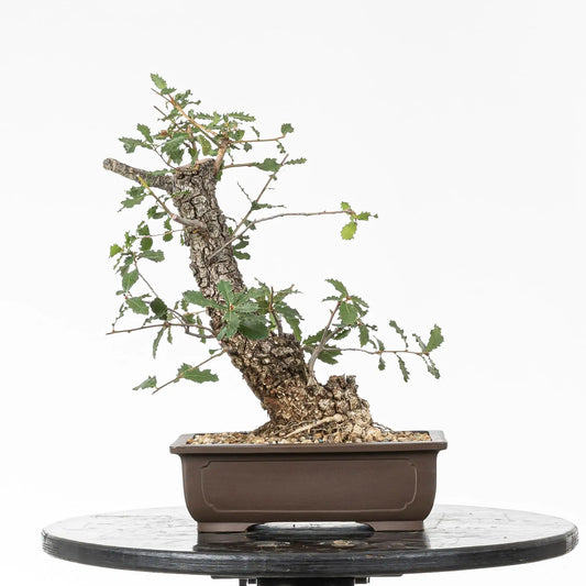 Bonsái yamadori de quercus faginea tamaño kifu y estilo moyogi.