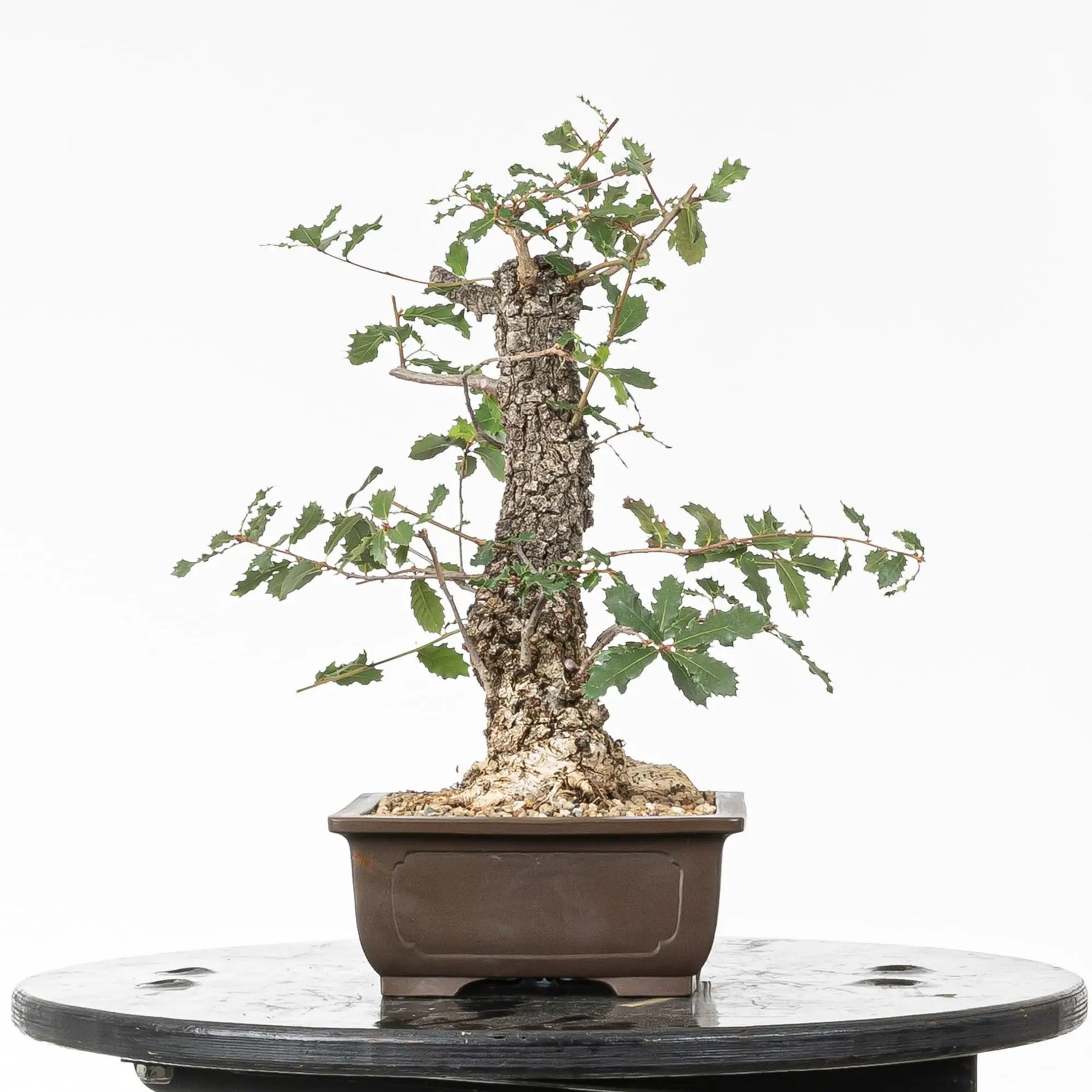 Cara izquierda de bonsai yamadori de roble