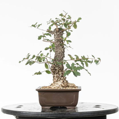 Cara izquierda de bonsai yamadori de roble
