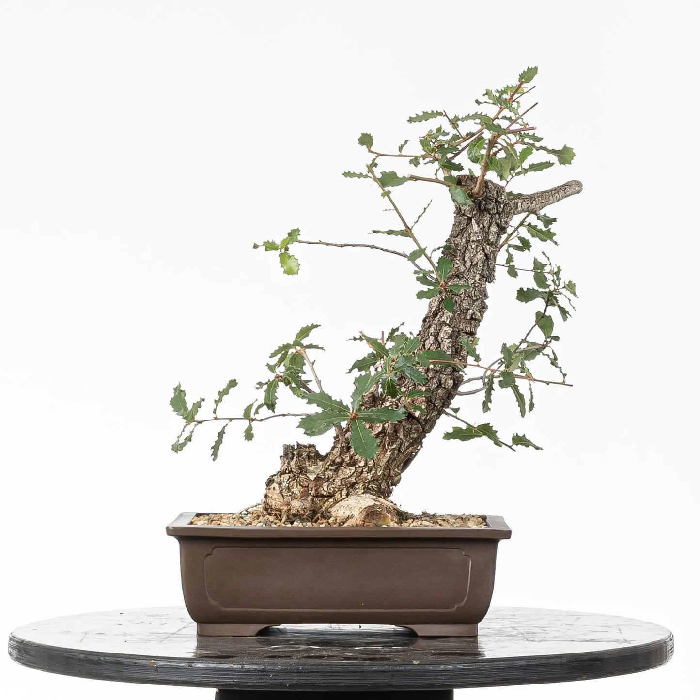 Cara trasera de bonsai yamadori de roble