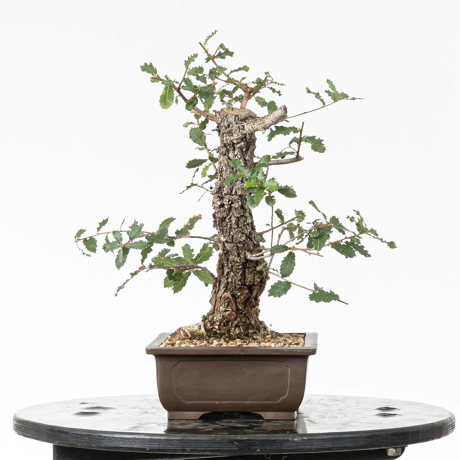 Cara derecha de bonsai yamadori de roble