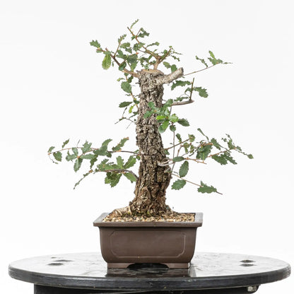 Cara derecha de bonsai yamadori de roble