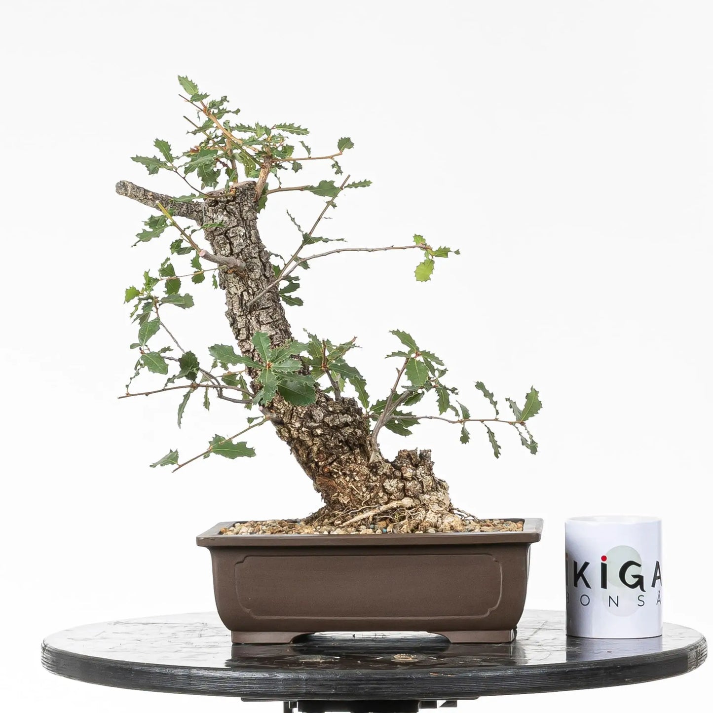 Comparativa de tamaño de bonsai yamadori de roble tamaño kifu con una taza de ikigai bonsái.