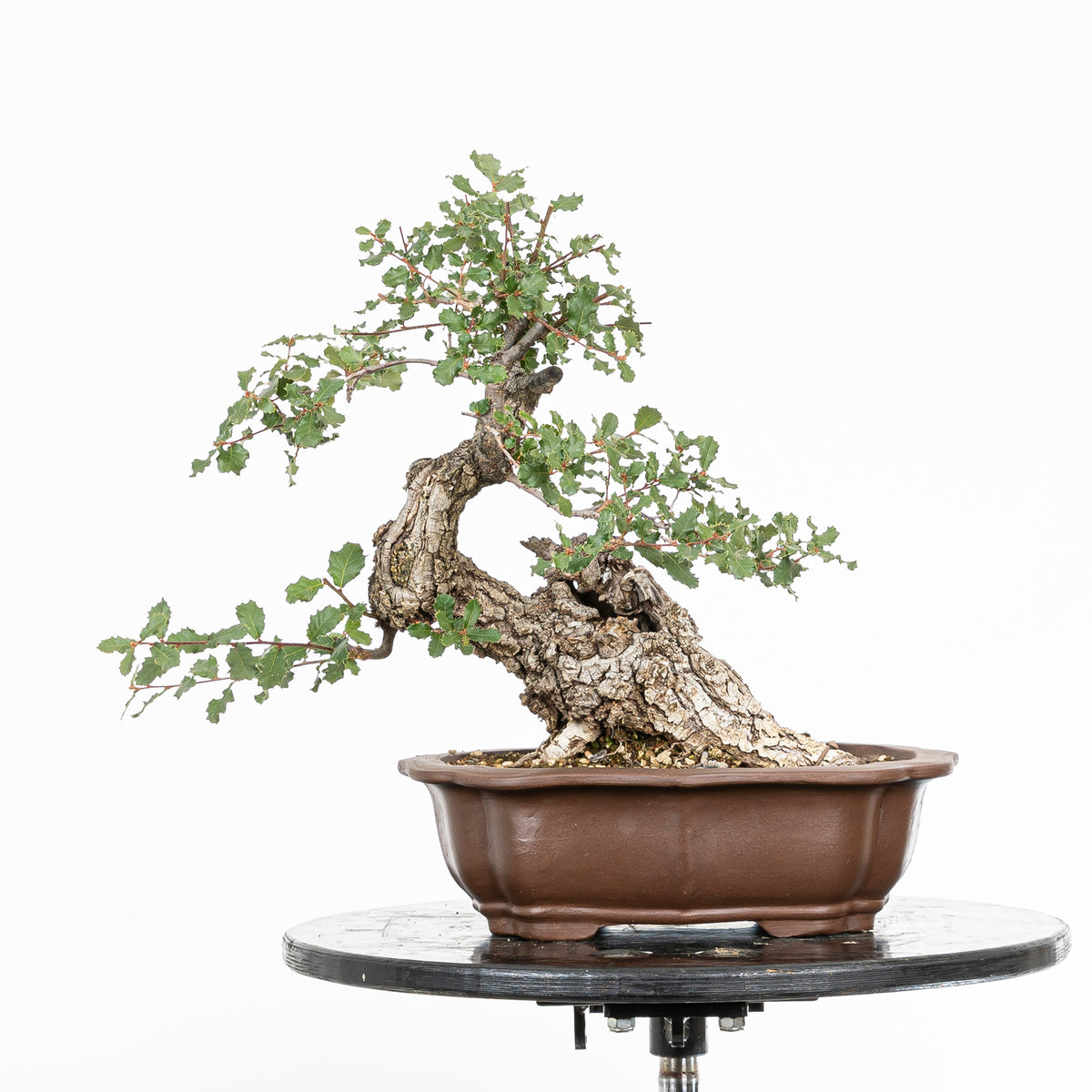Bonsai "Chuhin Inclinato" - Quercia faginea (Quercus faginea)